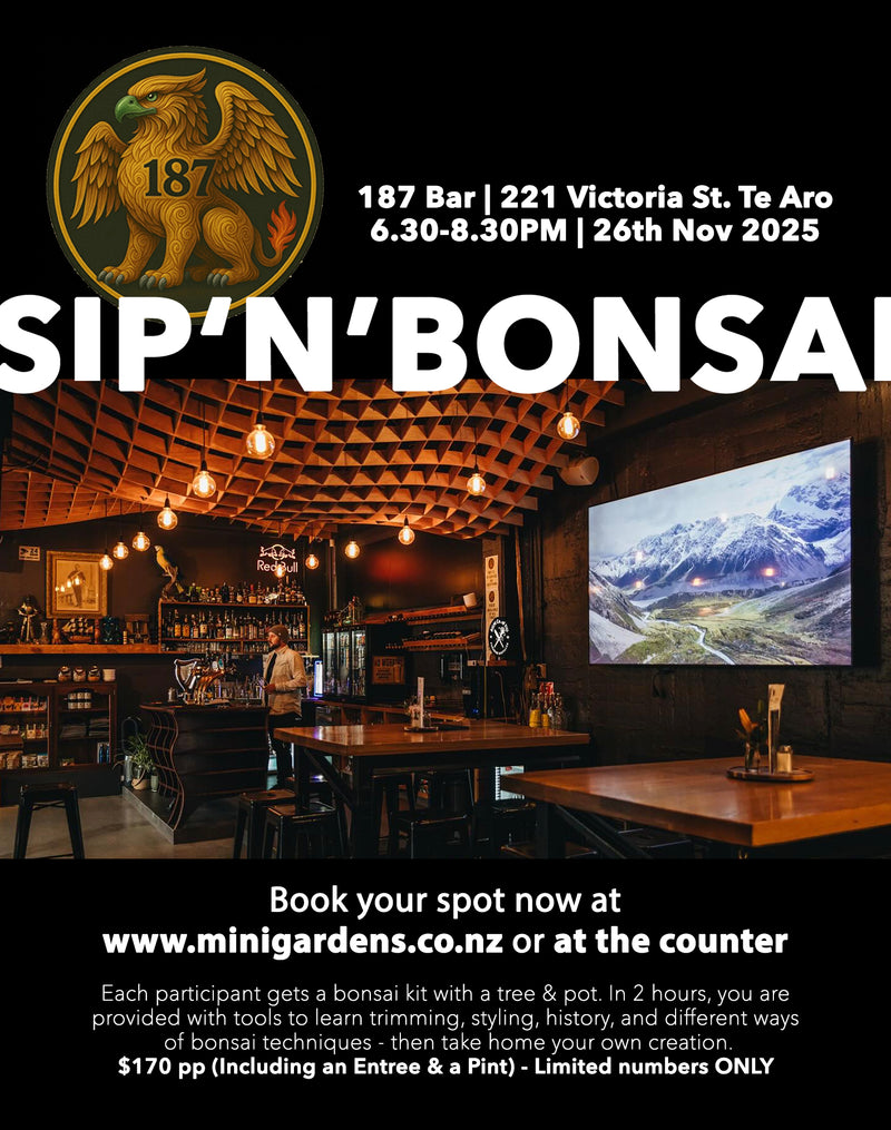 SIP & BONSAI Evening Workshop | 26th Nov 2025