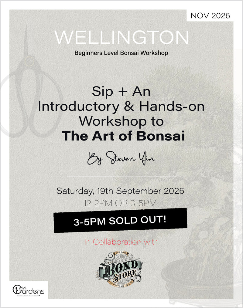 Sip & Bonsai Beginners Workshop | 19th Sep 2026 - MiniGardens Bonsai New Zealand