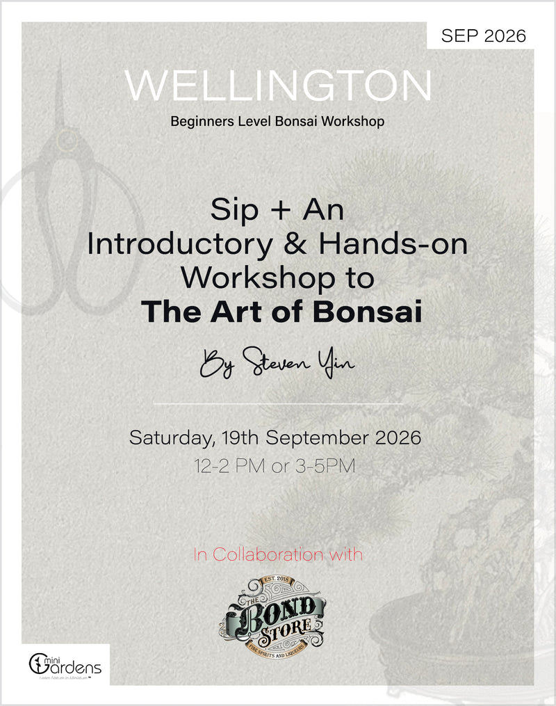 Sip & Bonsai Beginners Workshop | 19th Sep 2026 - MiniGardens Bonsai New Zealand