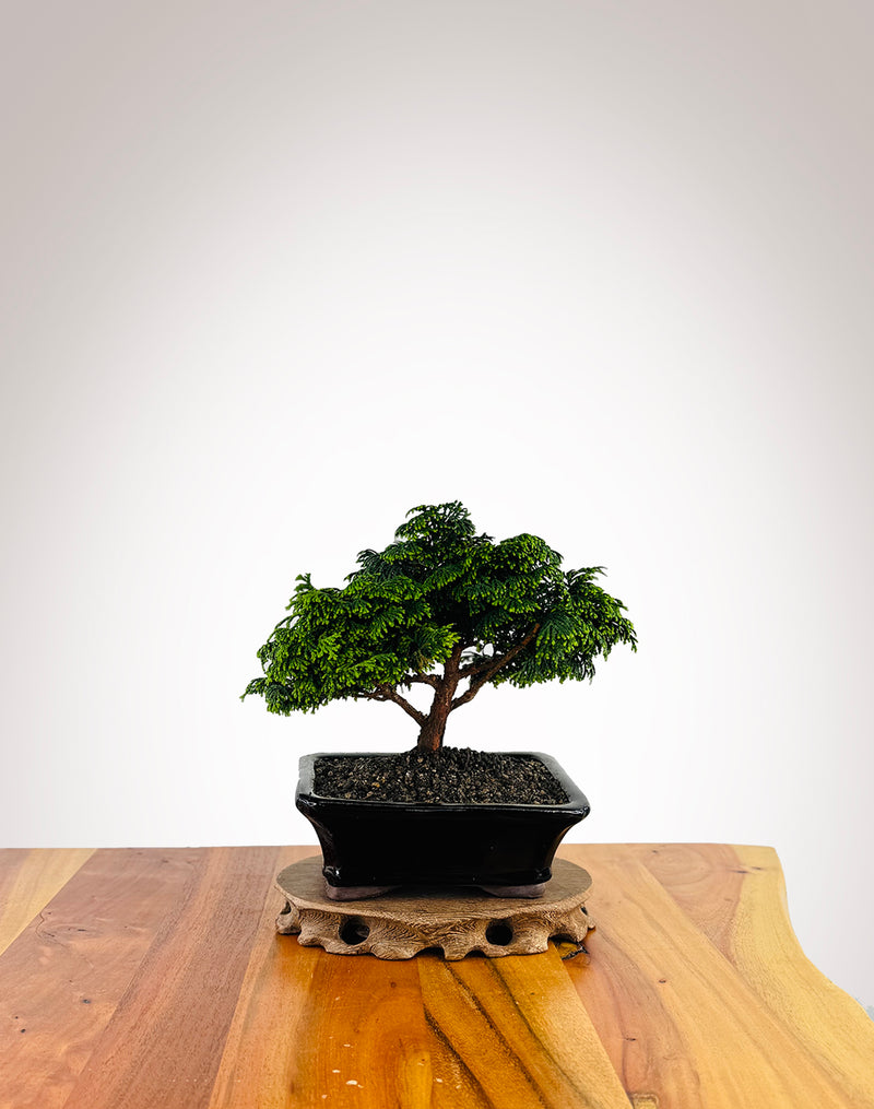 Japanese Cypress (XS001)