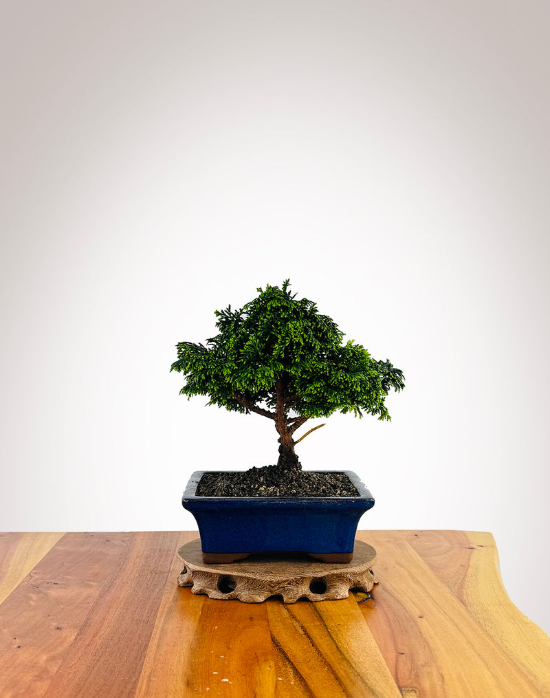 Japanese Cypress (XS010)
