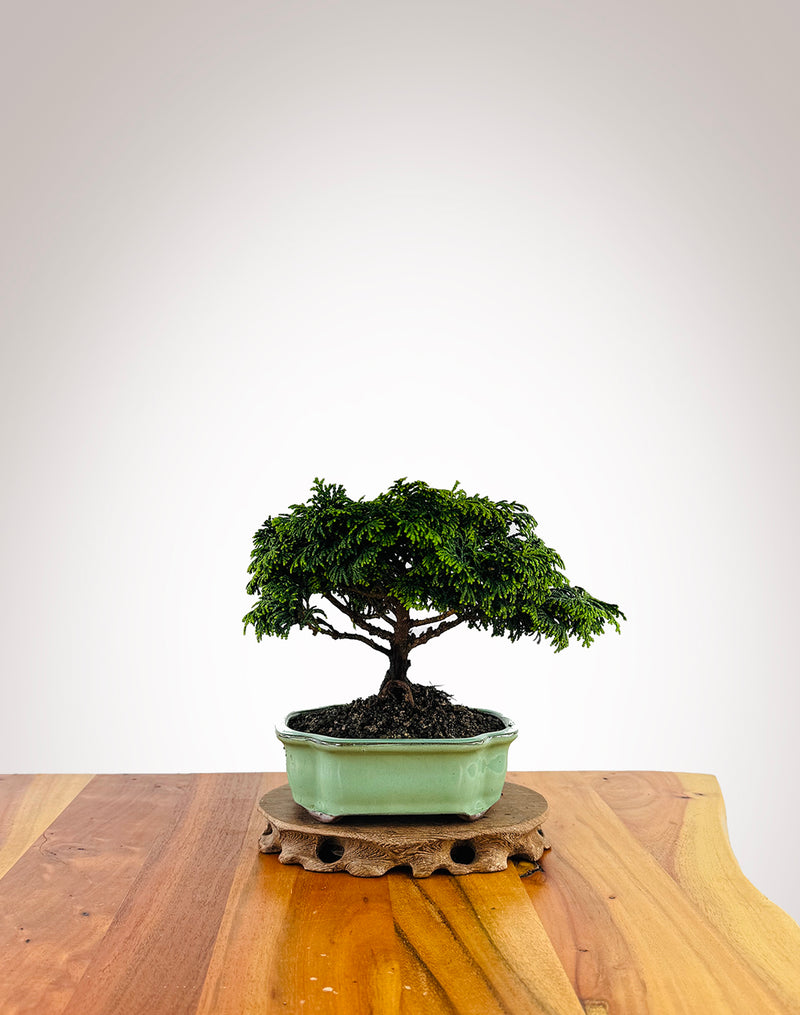 Japanese Cypress (XS011)