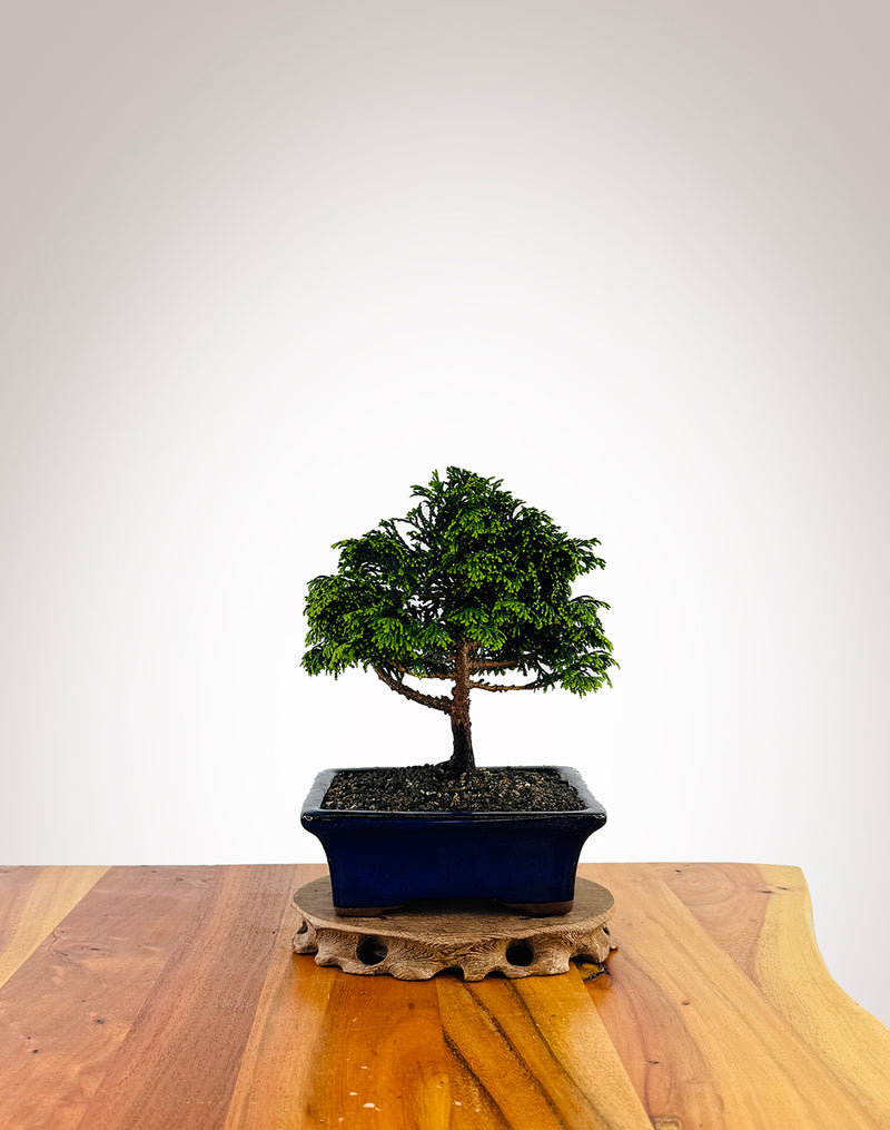 Japanese Cypress (XS022)