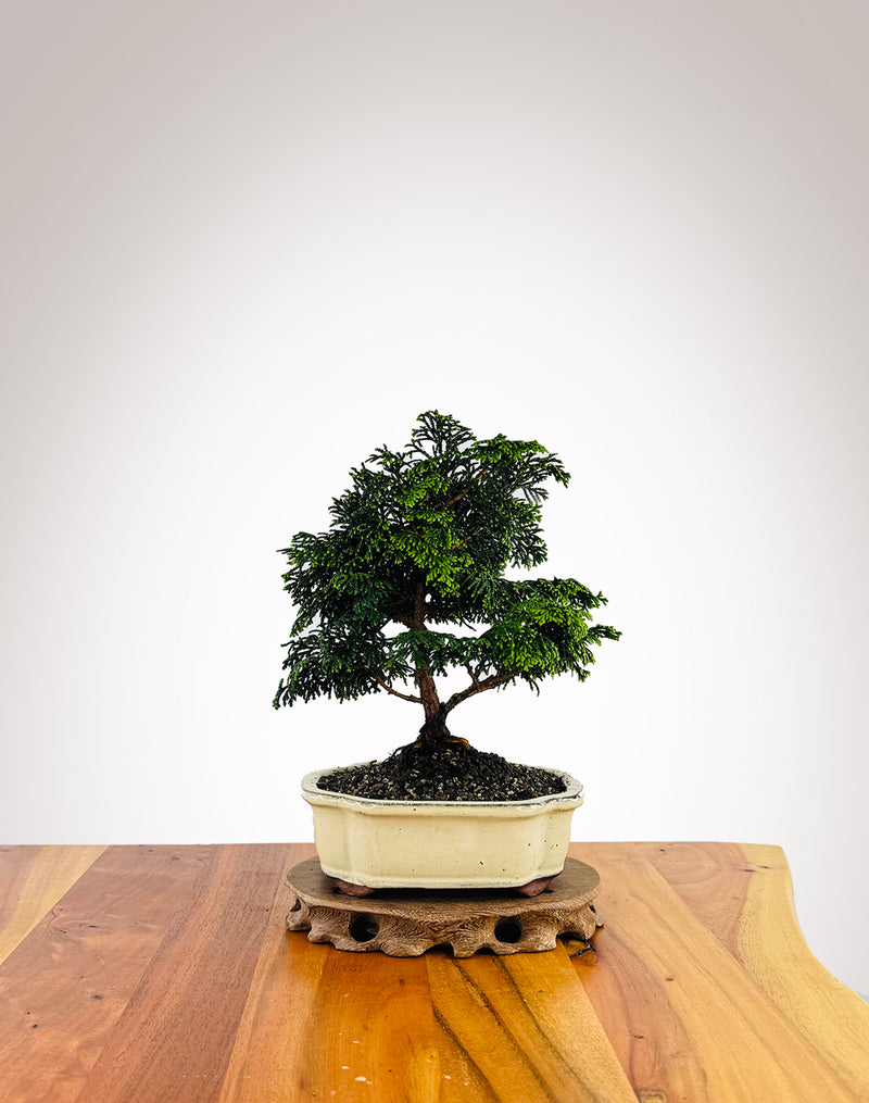 Japanese Cypress (XS025)