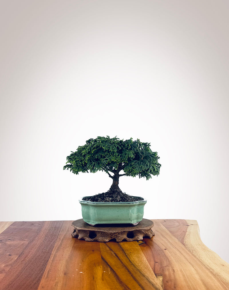 Japanese Cypress (XS026)