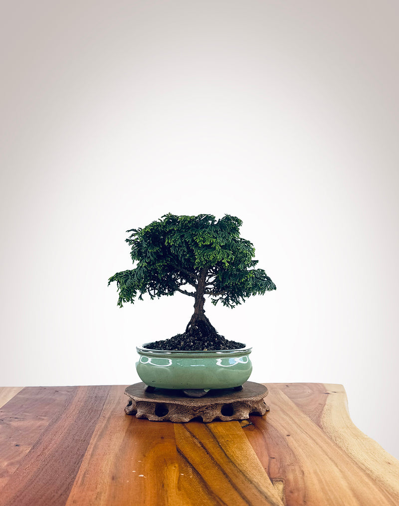 Japanese Cypress (XS027)
