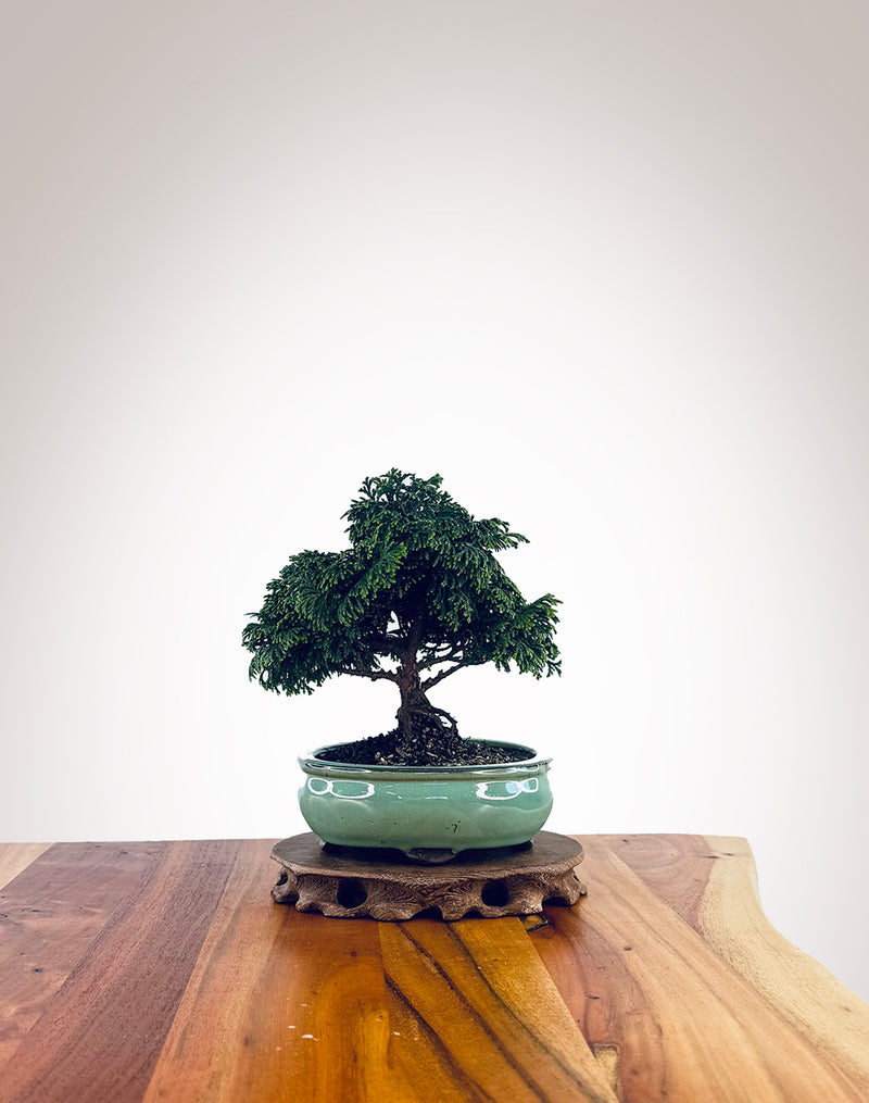 Japanese Cypress (XS029)