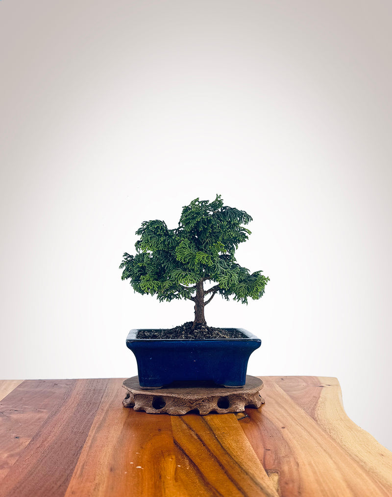 Japanese Cypress (XS031)