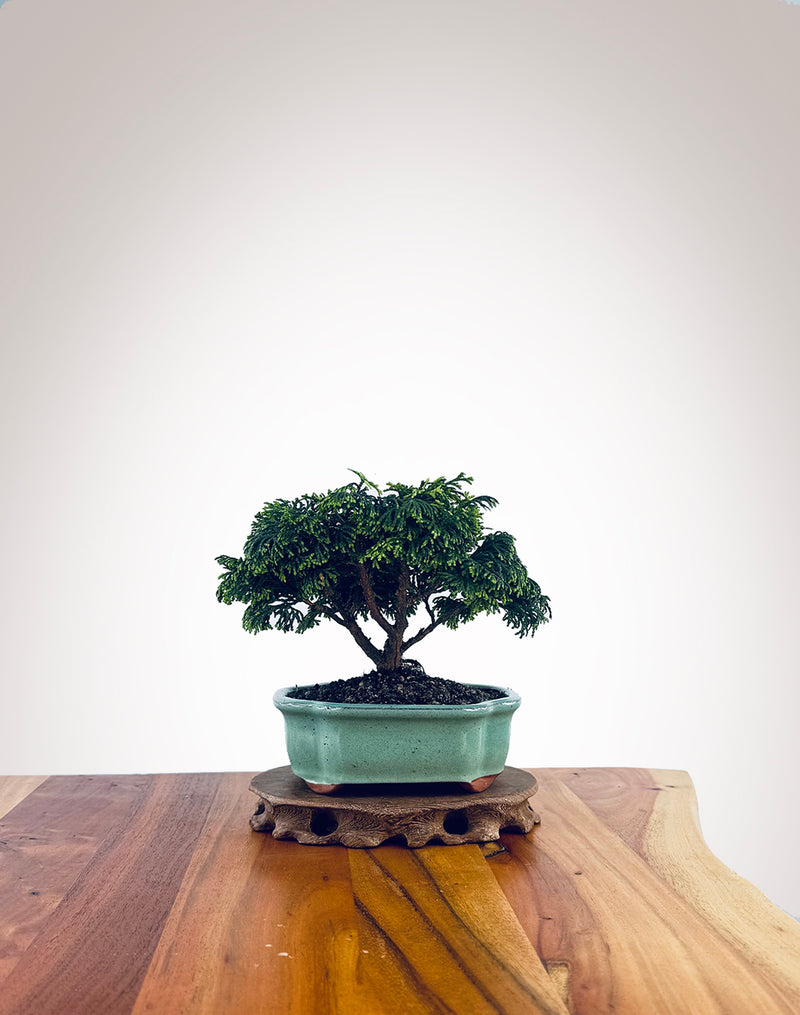 Japanese Cypress (XS033)