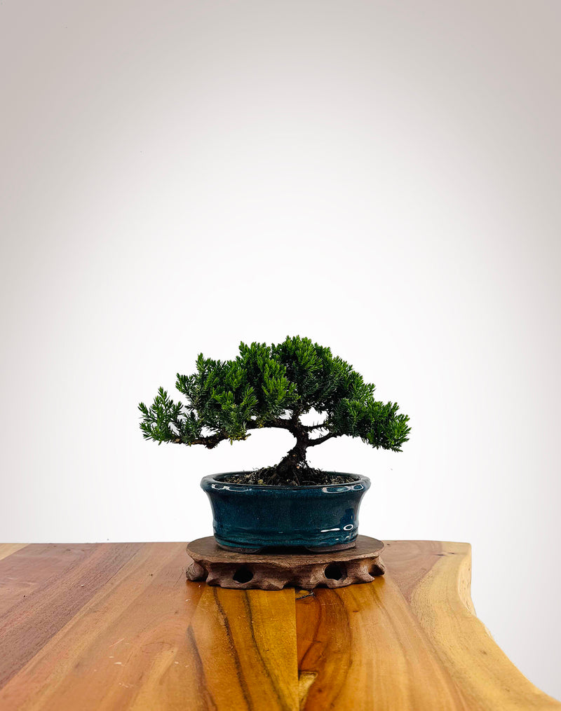 Japanese Juniper 2025X029