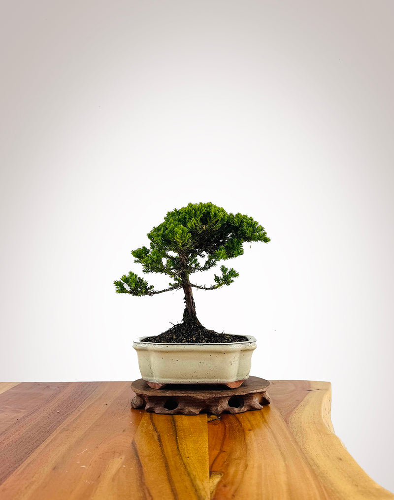 Japanese Juniper 2025X030
