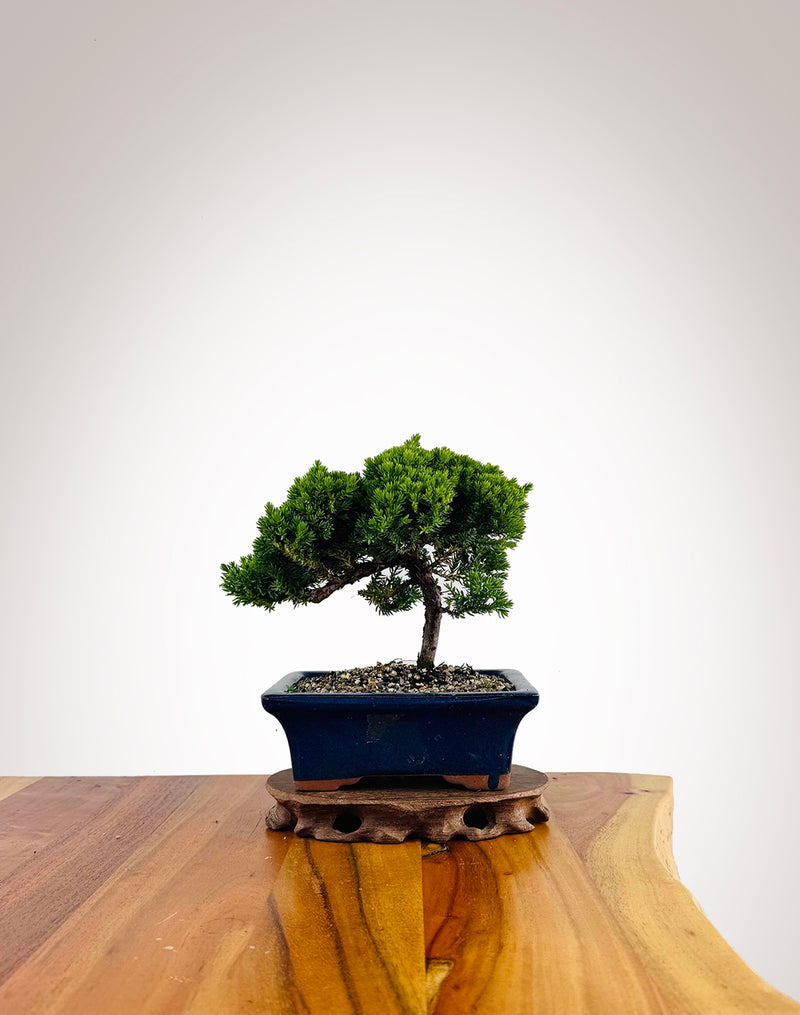 Japanese Juniper 2025X033