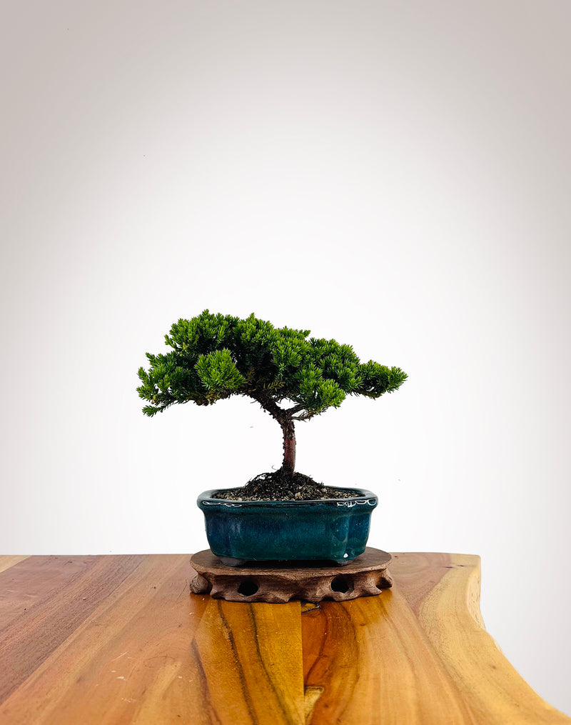 Japanese Juniper 2025X035