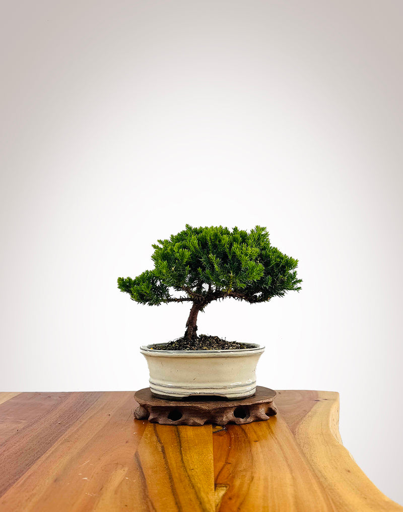 Japanese Juniper 2025X036