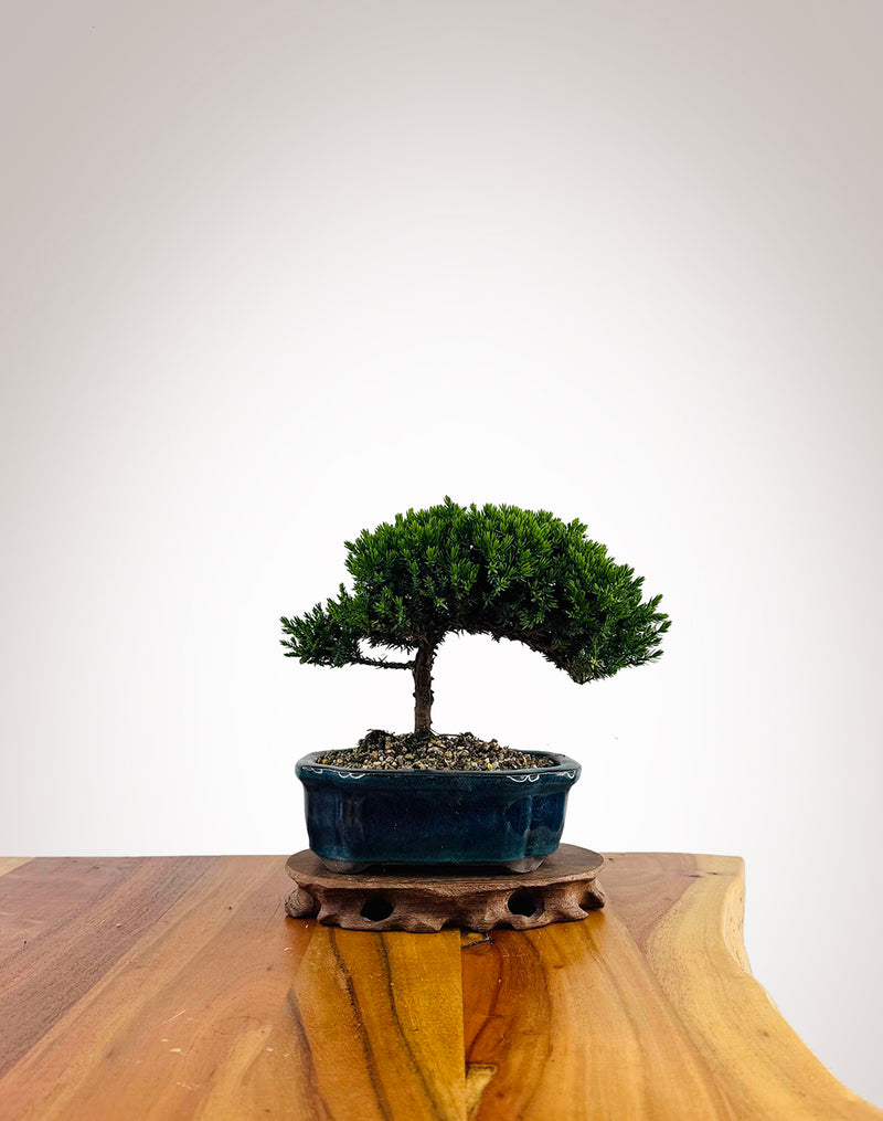 Japanese Juniper 2025X040