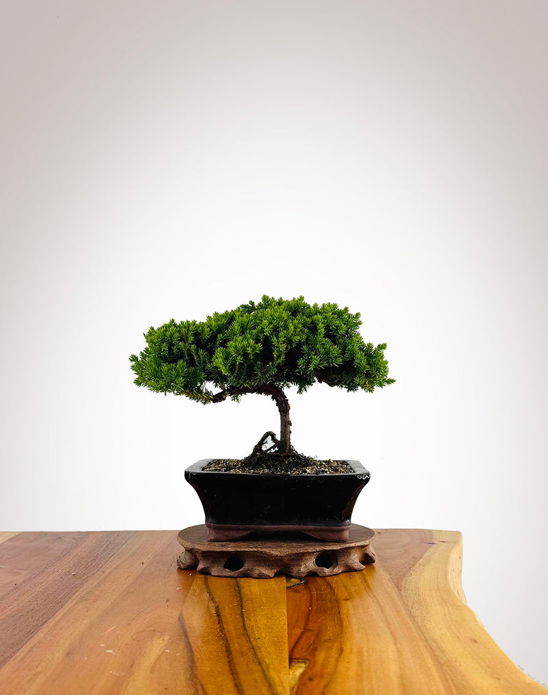 Japanese Juniper 2025X041