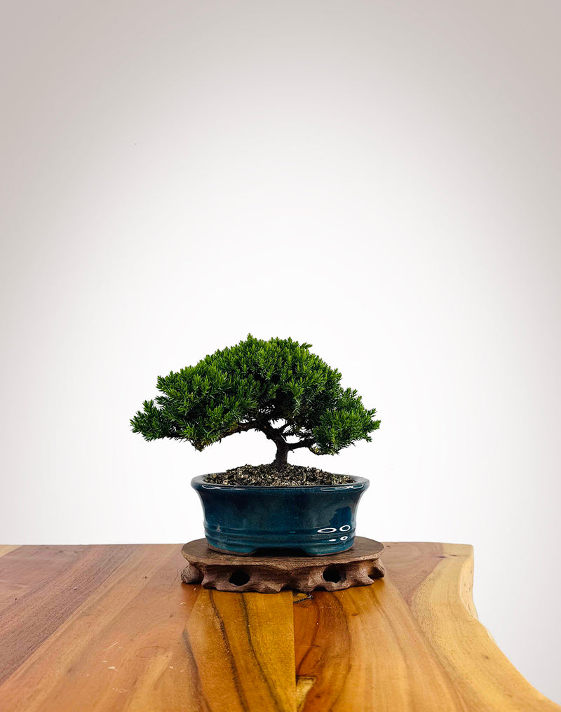 Japanese Juniper 2025X044