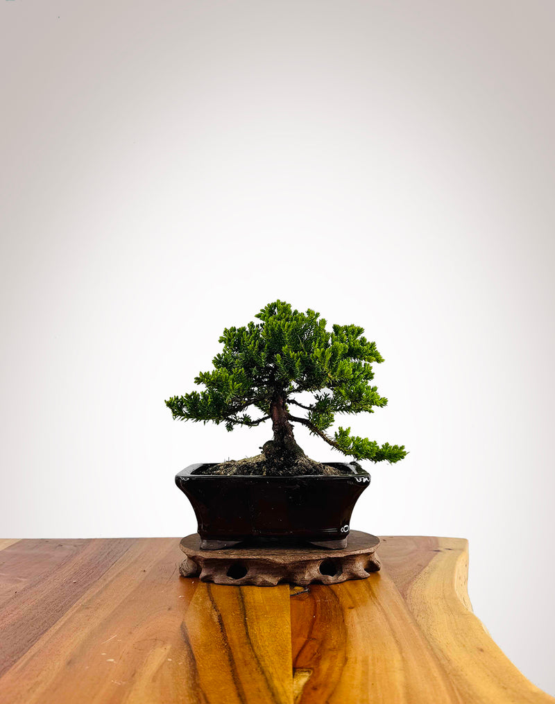 Japanese Juniper 2025X045