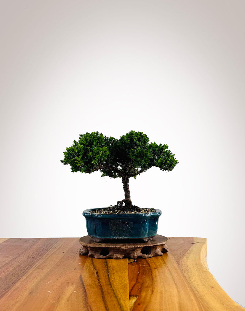 Japanese Juniper 2025X047