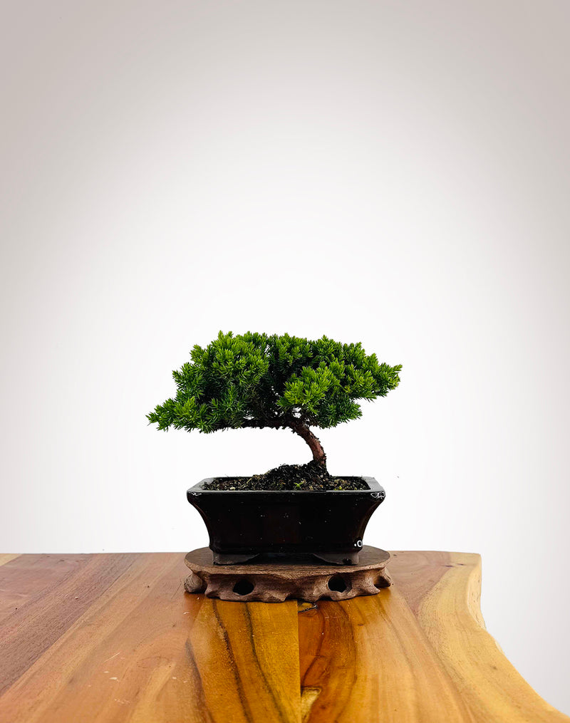 Japanese Juniper 2025X048