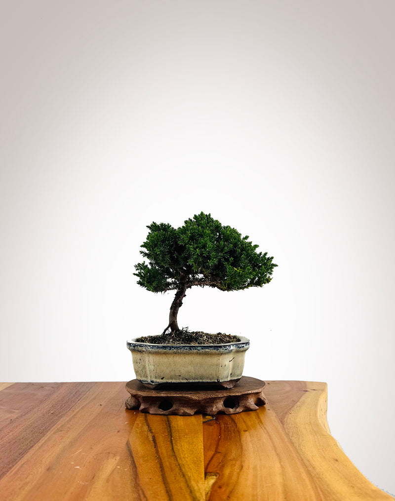 Japanese Juniper 2025X051