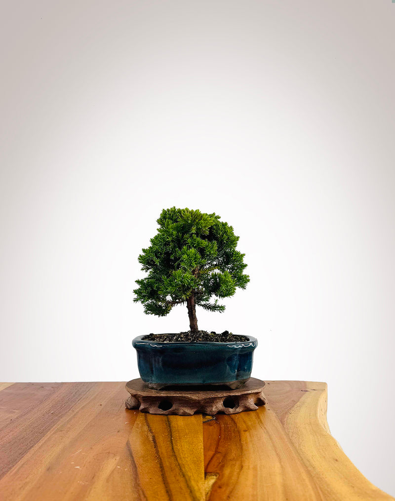 Japanese Juniper 2025X052