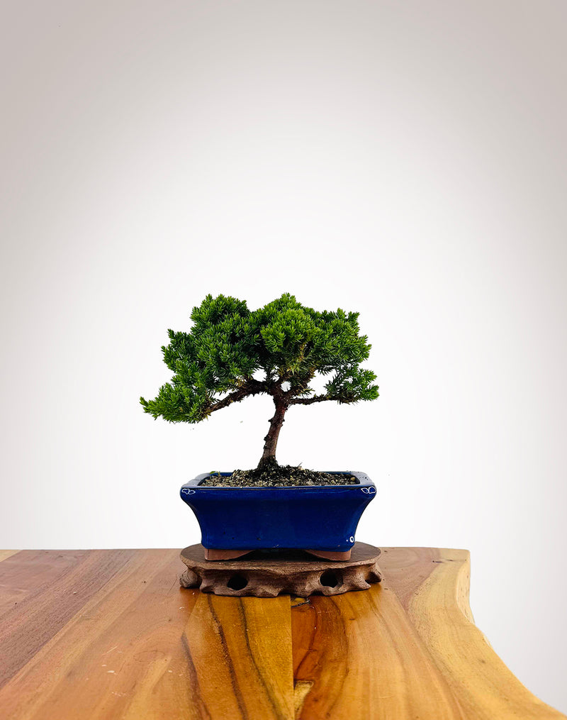 Japanese Juniper 2025X054