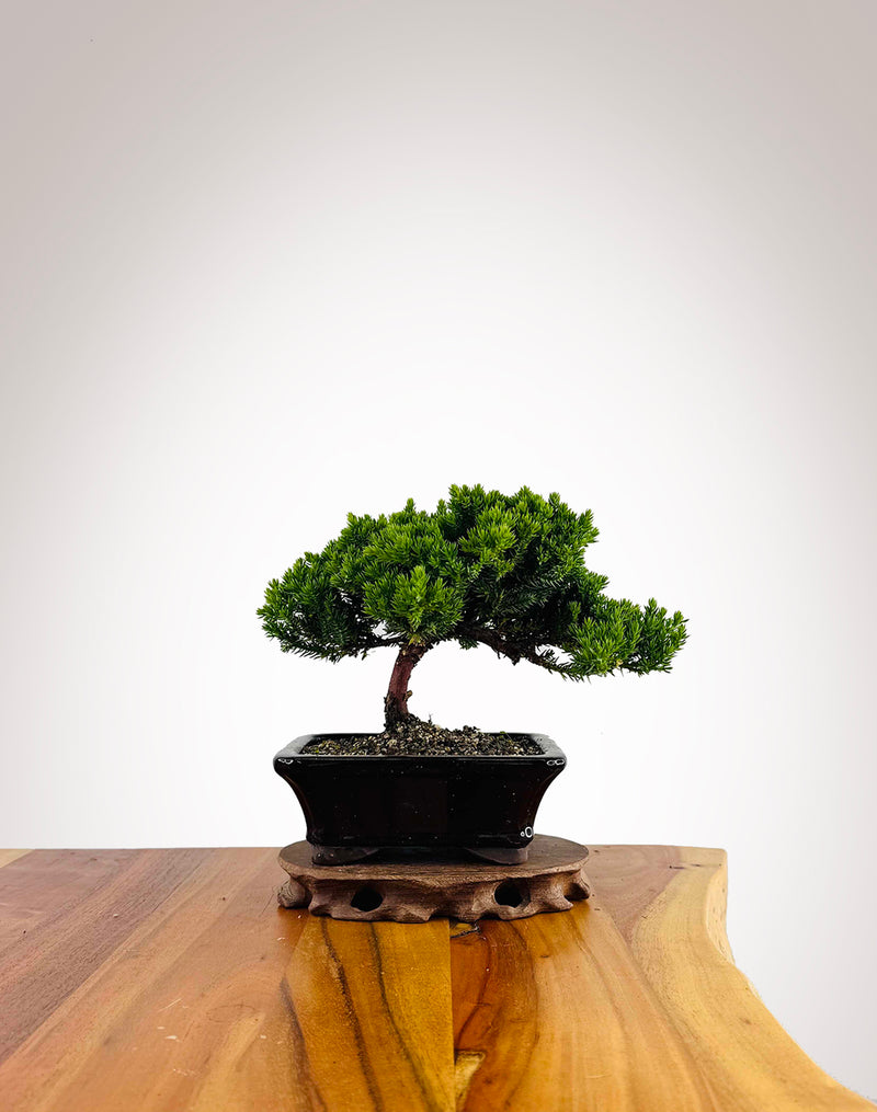 Japanese Juniper 2025X057