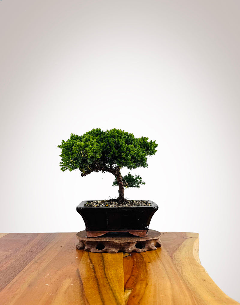 Japanese Juniper 2025X058