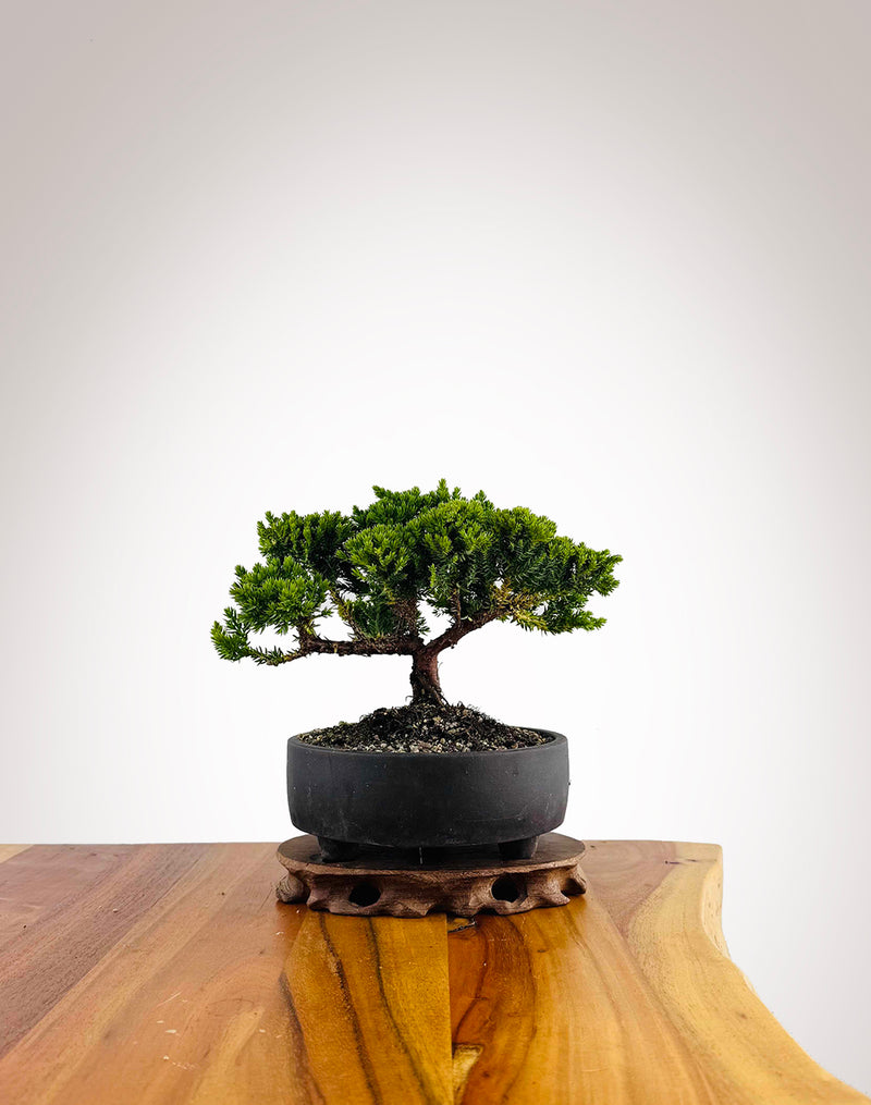 Japanese Juniper 2025X062