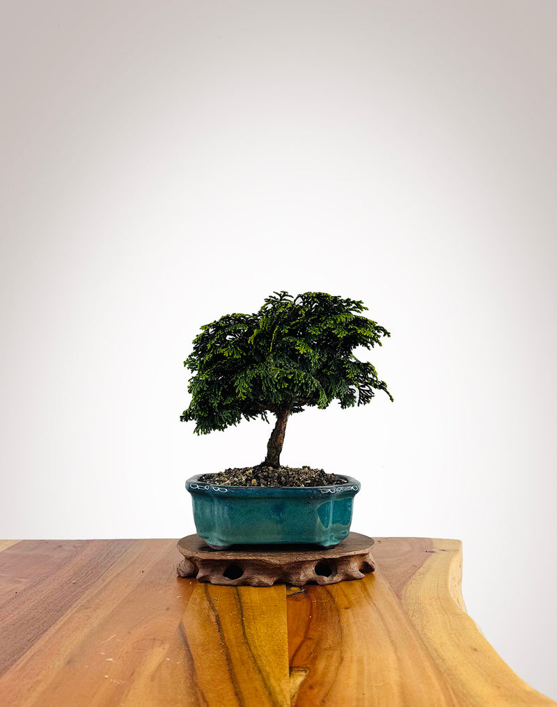 Japanese Cypress 2025X065
