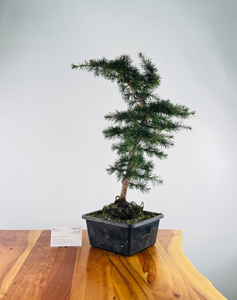 Atlas Cedar (Pre-Developed)