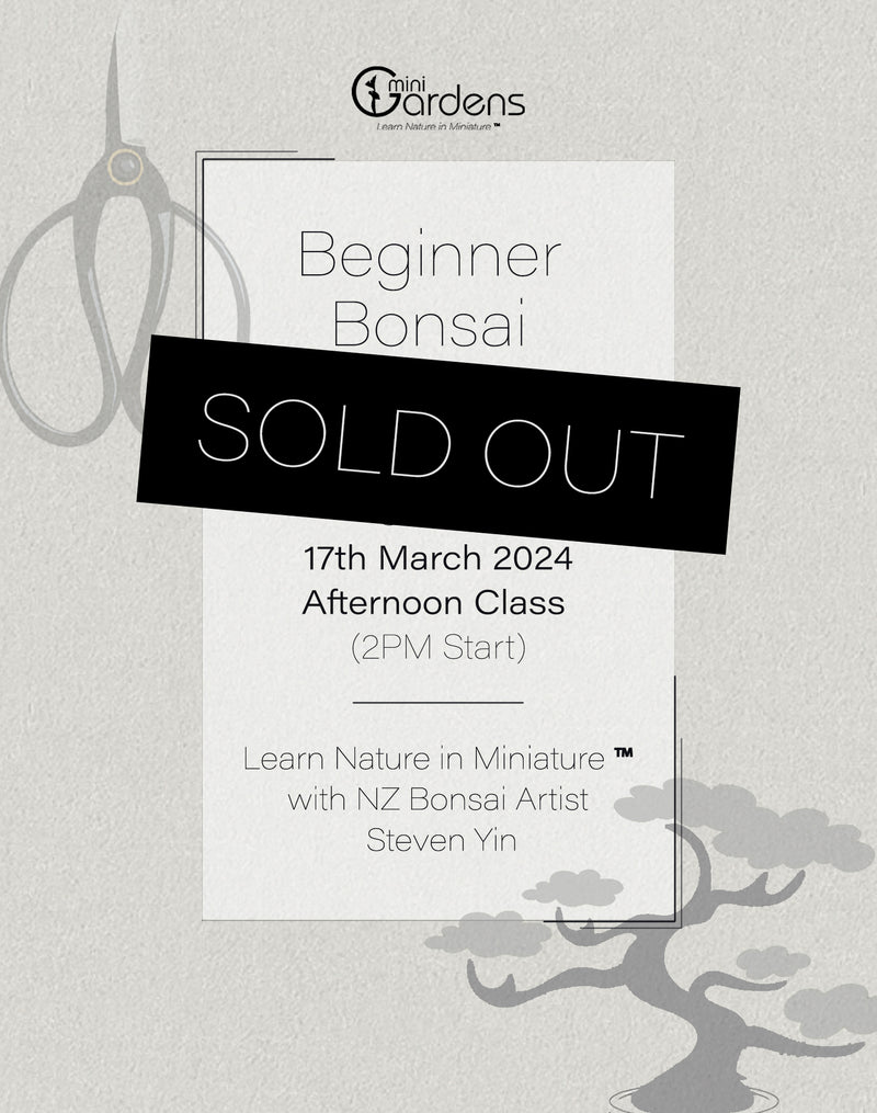 Beginners Bonsai Workshop | 17th March 2024 (Afternoon Class)