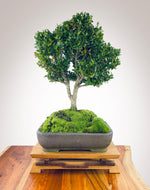 CHINESE BOXWOOD