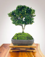 CHINESE BOXWOOD