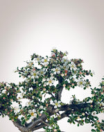 Cotoneaster (CT2504001)