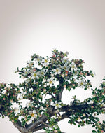 Cotoneaster (CT2501003) - MiniGardens Bonsai New Zealand