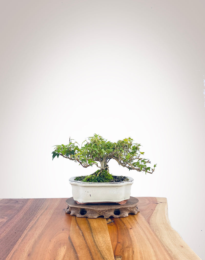 English Ivy (EI2308001)