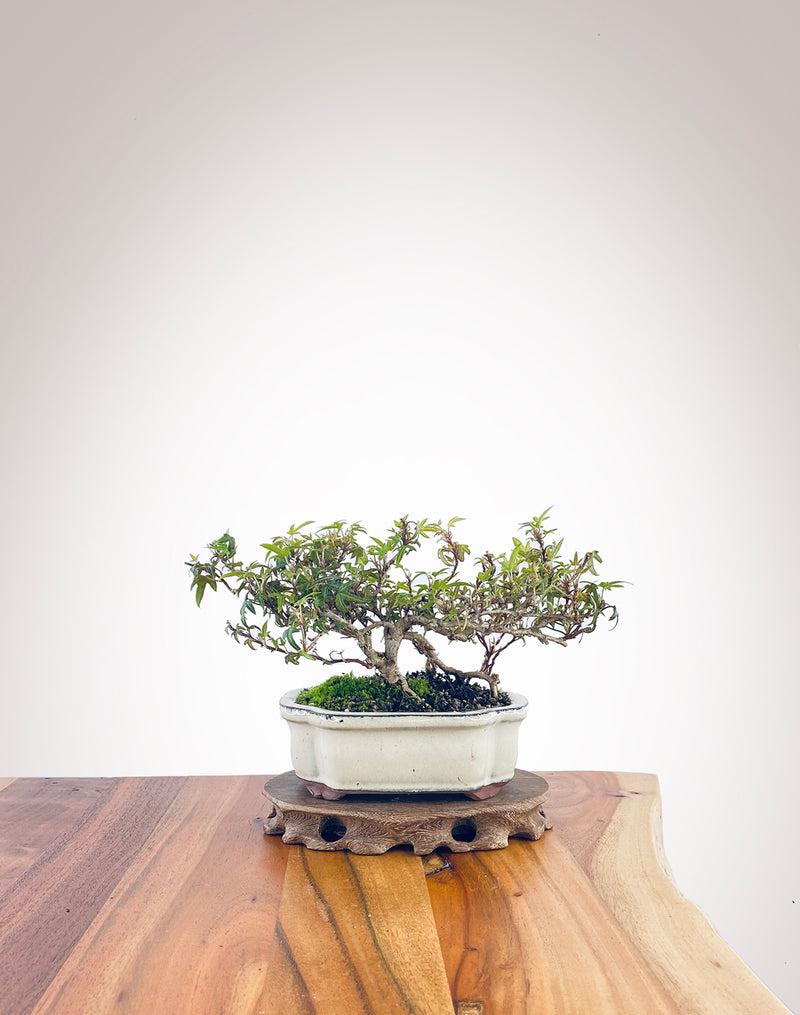 English Ivy (EI2308002)