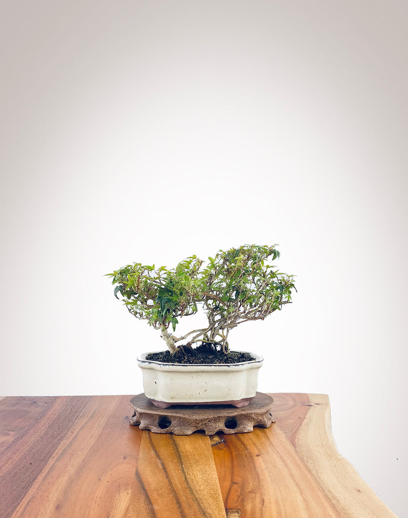 English Ivy (EI2308003)