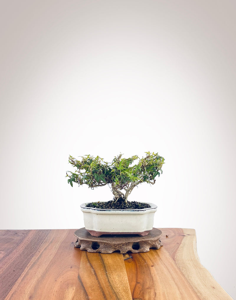 English Ivy (EI2308005)