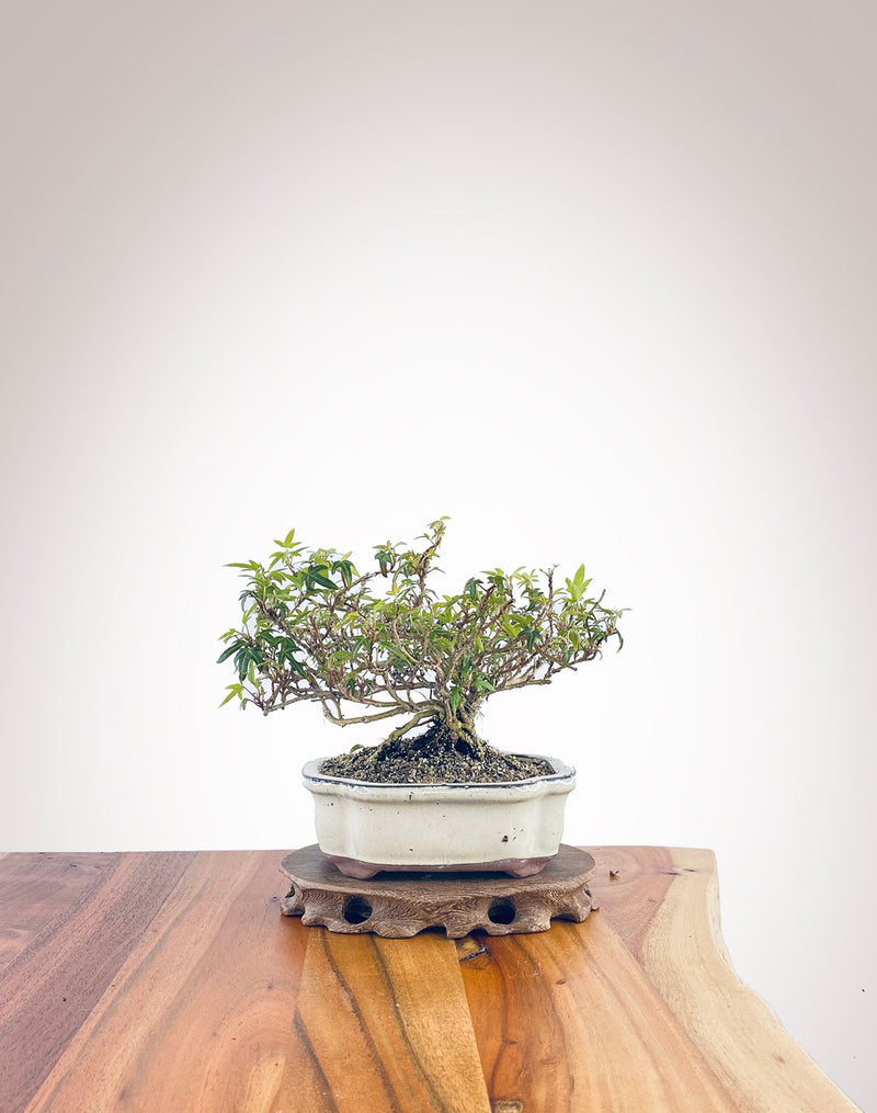 English Ivy (EI2308006)