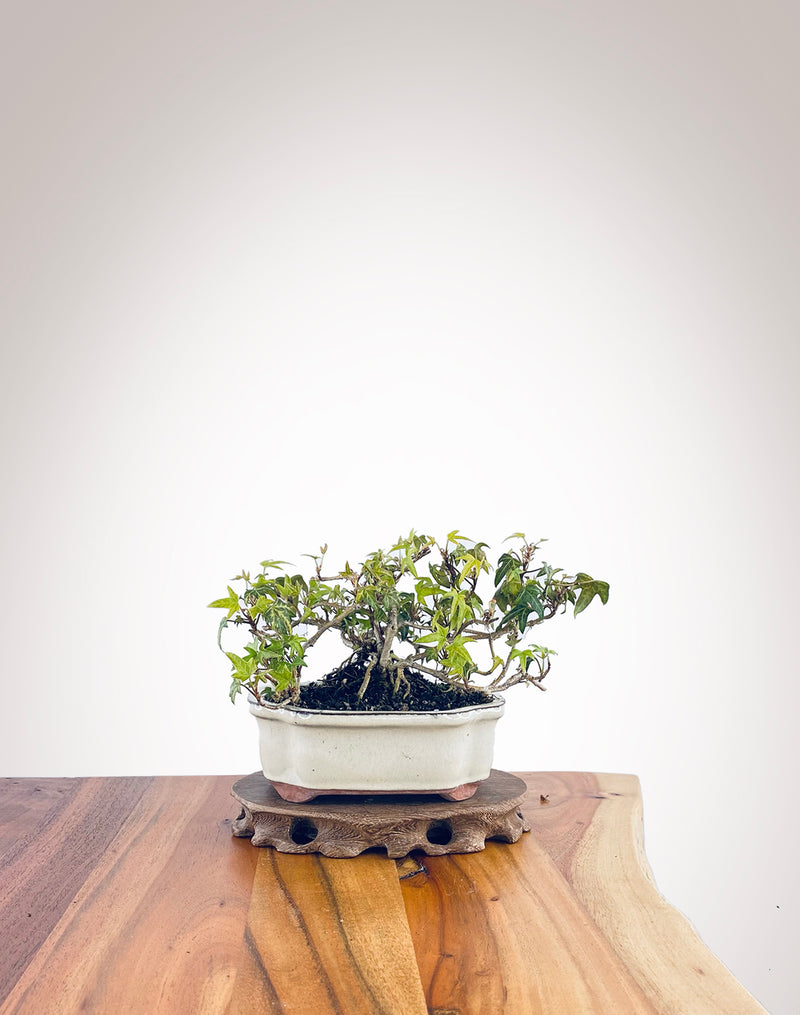 English Ivy (EI2308007)