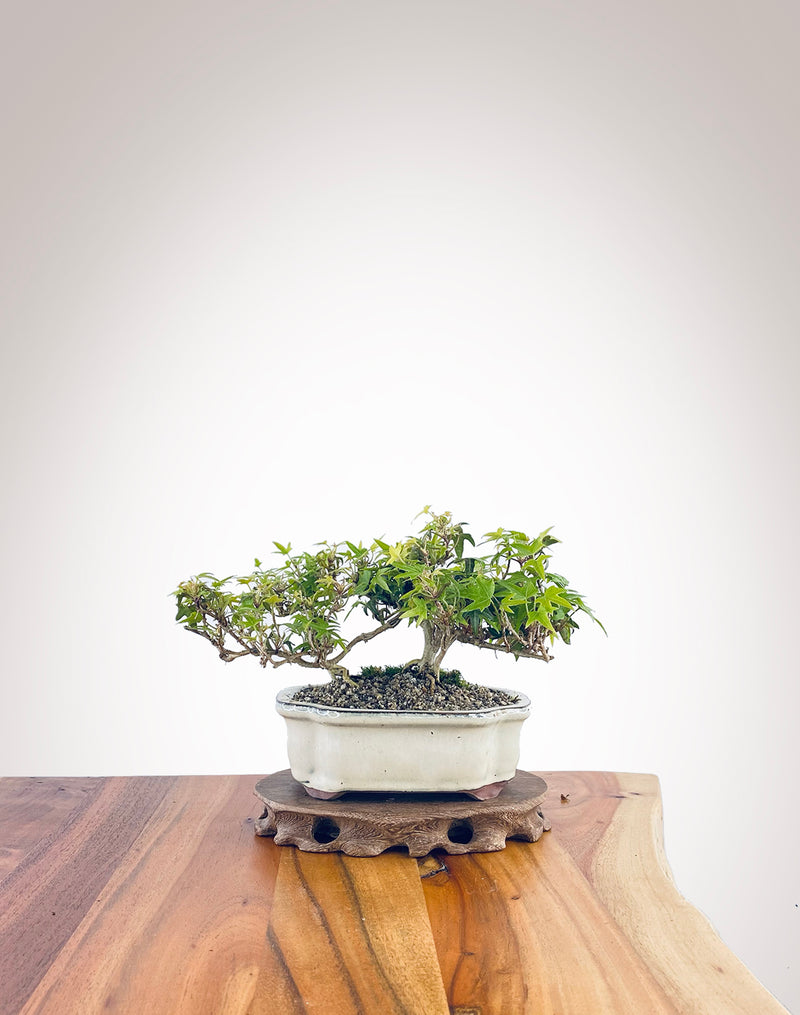 English Ivy (EI2308009)