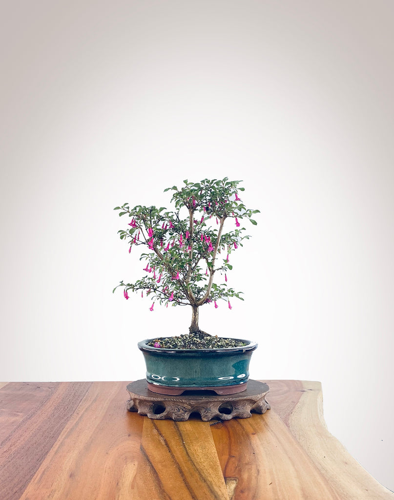Fuchsia FU2305003 MiniGardens Bonsai NZ fuchsia-fu2305003-minigardens-bonsai-nz