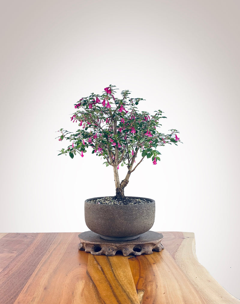 Fuchsia (FU2305009)