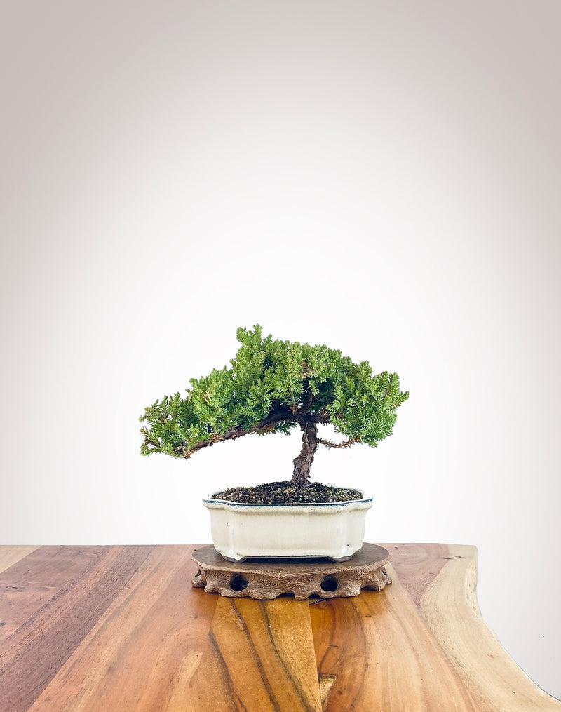 Japanese Juniper (JJ2306016)