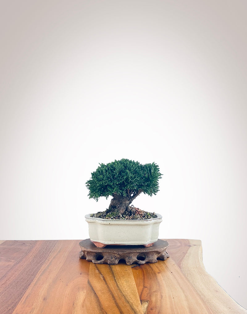 Lawson Cypress (LC2305007)