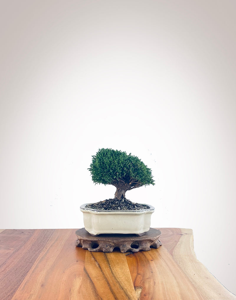 Lawson Cypress (LC2305016)