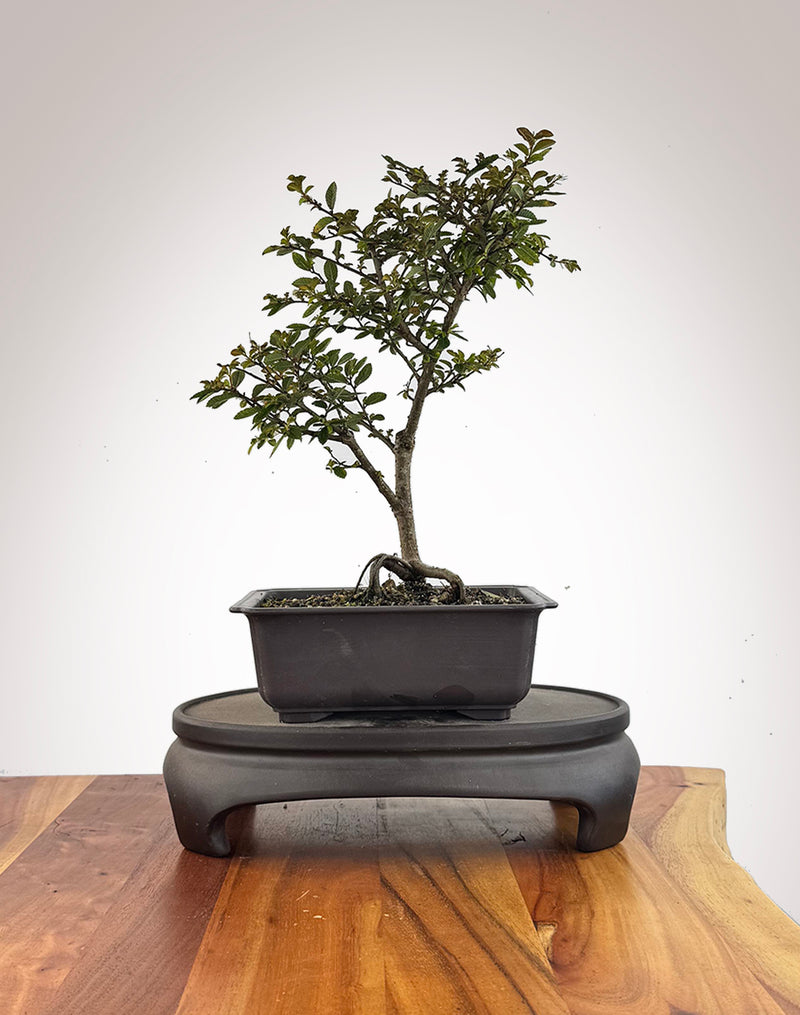 Chinese Elm (CE2609001)